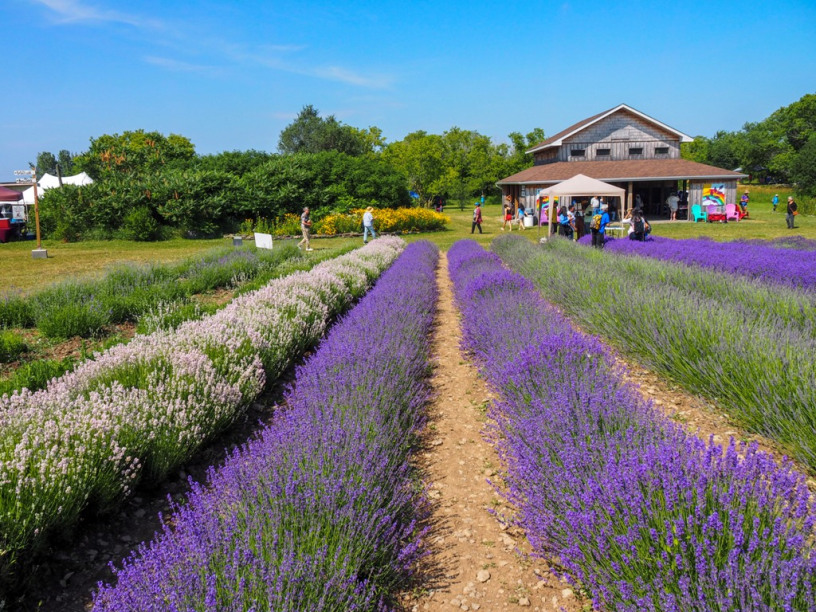 pec-lavender-farm-14-featured-1.jpg